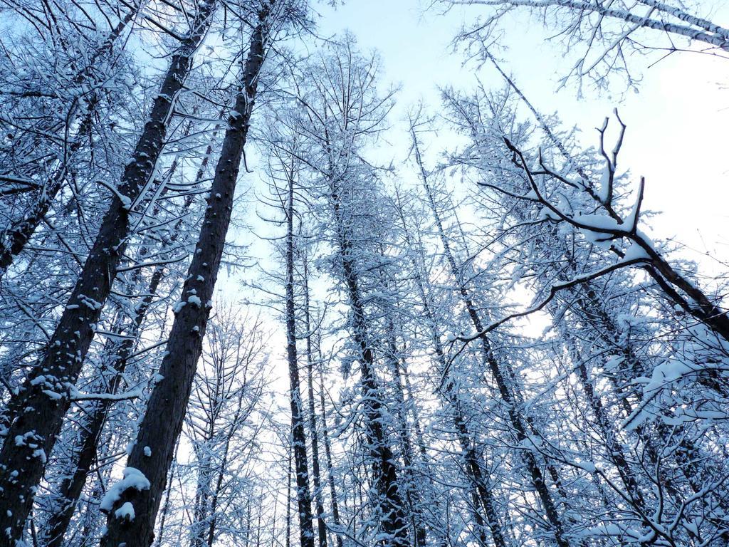 Shin Furano Prince Hotel Kültér fotó Snow-covered trees in the Black Forest